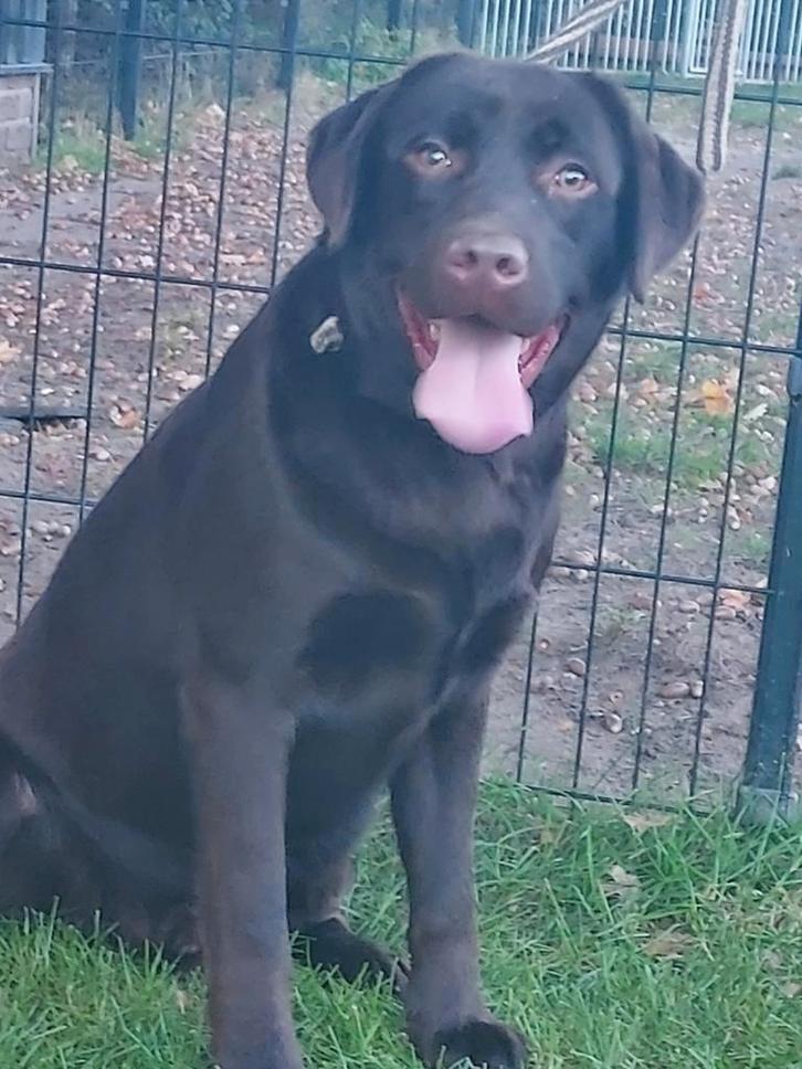 Labrador Retriever dekreuen bruin, blond en zwart met STAMBO, Dieren en Toebehoren, Honden | Retrievers, Spaniëls en Waterhonden