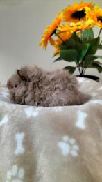 Jonge Lunkarya cavia's ( beertjes ), Dieren en Toebehoren, Cavia, Mannelijk, Tam, September