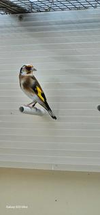 Parva van 2025, Dieren en Toebehoren, Vogels | Overige Vogels, Meerdere dieren, Wildzangvogel