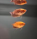 Goud gourami (Trichogaster trichopterus), Dieren en Toebehoren, Vis, Zoetwatervis, Schoolvis