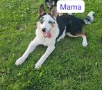 Puppy, Dieren en Toebehoren, Honden | Niet-rashonden, CDV (hondenziekte), 8 tot 15 weken, Meerdere, Meerdere dieren
