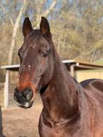 Verzorgster gezocht/ verzorgpaard aangeboden, Dieren en Toebehoren, Ophalen of Verzenden