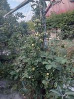 Gratis 2 sierappelbomen, Tuin en Terras, Overige soorten, Lente, 100 tot 250 cm, Ophalen