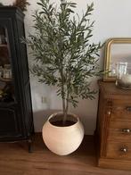 Kunst Olijfboom met Pot - 180cm, Ophalen, Nieuw, Binnen
