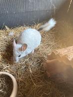 chinchilla’s plus hok, Dieren en Toebehoren, Knaagdieren, Chinchilla, Mei, Meerdere dieren, Tam