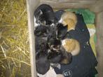 Boederijkatjes te koop, Dieren en Toebehoren, Meerdere dieren, Kortharig, 0 tot 2 jaar