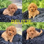 Raszuivere poedel pups, Rabiës (hondsdolheid), 8 tot 15 weken, Meerdere, Meerdere dieren