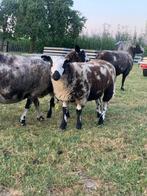 Zeer luxe bonte schapenlammeren, Dieren en Toebehoren, Schapen, Geiten en Varkens, Meerdere dieren, Schaap, 0 tot 2 jaar