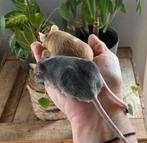 Superleuke lieve kleurmuizen, o.a. borstel -snel nw huis gez, Dieren en Toebehoren, April, Muis, Meerdere dieren, Tam