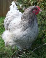 Orpington haan (groot) 2 mnd oud, Splash kleurig, Dieren en Toebehoren, Pluimvee, Mannelijk, Kip