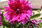 Dahlia paars, Tuin en Terras, Bloembollen en Zaden, Ophalen of Verzenden, Volle zon, Knol