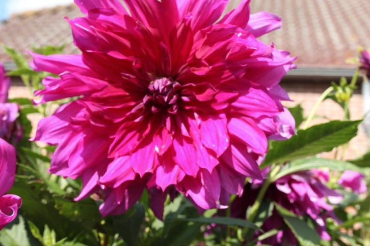 Dahlia paars, Tuin en Terras, Bloembollen en Zaden, Knol, Volle zon, Ophalen of Verzenden