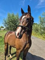 Knappe merrie te koop, Dieren en Toebehoren, Paarden, Merrie, 160 tot 165 cm, Gechipt, 7 tot 10 jaar