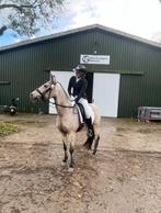 Fairplay wedstrijd jasje, Ophalen of Verzenden, Nieuw, Dressuur, Bovenkleding