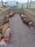 In maart Mangalitza x Duroc biggen beschikbaar!, Dieren en Toebehoren, Januari, Meerdere dieren