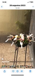 Harlekijn kanaries, Dieren en Toebehoren, Meerdere dieren, Kleurkanarie