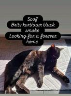 Brits korthaar poes  black smoke