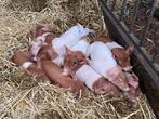 Mooie biggen te koop, Dieren en Toebehoren, Schapen, Geiten en Varkens, Meerdere dieren, Varken