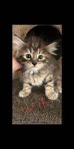 Main coon en noorse boskat kittens, Poes, Ontwormd, 0 tot 2 jaar
