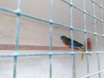 Turquoisine koppel, Dieren en Toebehoren, Vogels | Parkieten en Papegaaien, Meerdere dieren, Parkiet