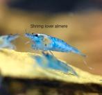 Neocaridina Blue jelly garnalen, Kreeft, Krab of Garnaal, Zoetwatervis