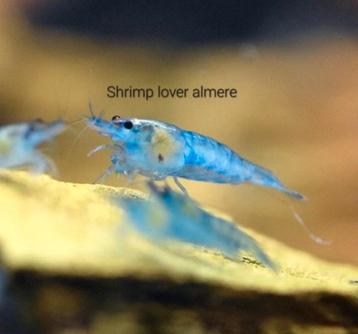 Neocaridina Blue jelly garnalen  beschikbaar voor biedingen