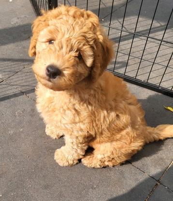 Mini labradoodle pup wordt max. 10 kilo beschikbaar voor biedingen