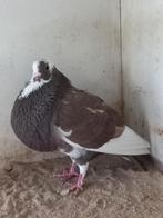 Prachtige jonge bastaard oliebonte duivin van dit jaar, Dieren en Toebehoren, Vogels | Duiven, Vrouwelijk, Postduif