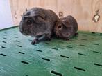 2 cavia zeugjes  , zilveragouti zeugjes, Dieren en Toebehoren, Knaagdieren, Vrouwelijk, Cavia, Na 1 juli 2024, Tam