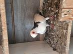 Koppel, Dieren en Toebehoren, Meerdere dieren, Overige soorten