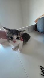 Drie prachtige katten, Dieren en Toebehoren, Katten en Kittens | Overige Katten