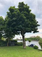 boot ligplaats beschikbaar nedehorst den berg, Ophalen, Nieuw