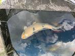 Shiro beko speciale met oranje, Dieren en Toebehoren, Vissen | Vijvervissen, Karper of Koi