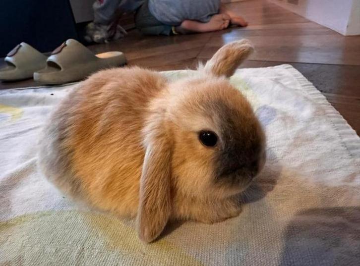 Twee superleuke hangoorkonijntjes, Dieren en Toebehoren, Konijnen, Dwerg, Vrouwelijk, Hangoor