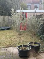 Olijbomen 2 stuks, Tuin en Terras, Planten | Bomen, Ophalen of Verzenden