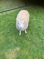 Schapen bok te koop, Dieren en Toebehoren, Mannelijk, Schaap, 0 tot 2 jaar