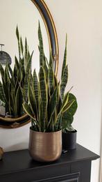 Sansevieria, Ophalen of Verzenden, Overige soorten, Minder dan 100 cm