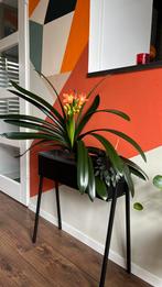Clivia kamerplant met pot, Huis en Inrichting, Kamerplanten, Ophalen, Overige soorten, Minder dan 100 cm