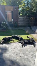 Gezocht: uitlaatservice Soest 3 lieve labradors/1 JackRussel, Uitlaatservice