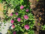 Hortentia, Tuin en Terras, Planten | Tuinplanten, Ophalen, Zomer, Overige soorten, Volle zon