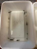 Bleu bee garnalen op kraanwater, Dieren en Toebehoren, Vissen | Aquariumvissen, Kreeft, Krab of Garnaal