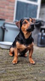 Jack Russel dekreu black & tan, Dieren en Toebehoren, Honden | Jack Russells en Terriërs, Jack Russell Terriër, Reu, Eén hond