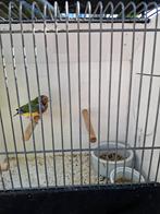 Gouldamadine, Boeken, Dieren en Huisdieren, Ophalen, Vogels
