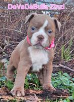 Uitzetgezin gezocht voor 1 reutje en 1 teefje, Dieren en Toebehoren, Reu, CDV (hondenziekte), 8 tot 15 weken, Bulldog