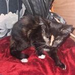 Super lieve binnen kittens zoeken personeel, Dieren en Toebehoren, Katten en Kittens | Overige Katten, Poes, Kortharig, 0 tot 2 jaar