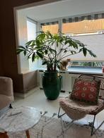 Grote Philondendron (aanschafprijs was €135,00), Ophalen, Halfschaduw, Minder dan 100 cm