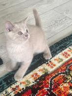Britse korthaar kitten, katers, Dieren en Toebehoren, Katten en Kittens | Raskatten | Korthaar, Kater, Ontwormd, 0 tot 2 jaar