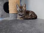 Bengaal Kitten Charcoal Sepia Met stamboom, Dieren en Toebehoren, Katten en Kittens | Raskatten | Korthaar, Poes, Met stamboom