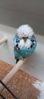 Standaard grasparkiet 2025 man split bont.prijs in overleg, Mannelijk, Parkiet, Geringd