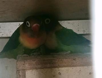 Prachtig koppel agapornis personata dgroen split blauw  beschikbaar voor biedingen